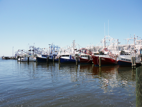 fishing boats in the harbor